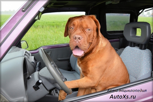 Перевозка животных в машине или как правильно перевозить животных в автомобиле